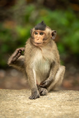 Baby long-tailed macaque scratches itself on wall