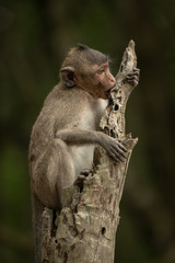 Baby long-tailed macaque sits chewing tree stump