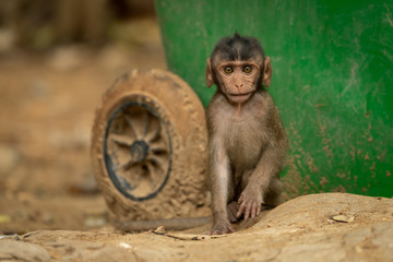 Baby long-tailed macaque sits by recycling bin
