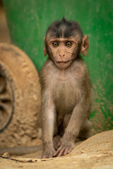 Baby long-tailed macaque sits by bin wheel
