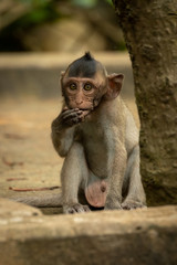 Baby long-tailed macaque sits by tree trunk