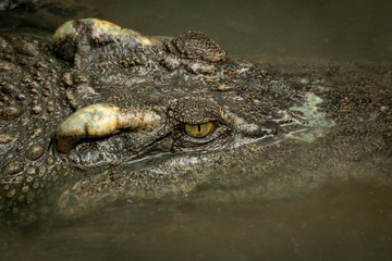 Close-up of crocodile head in muddy water