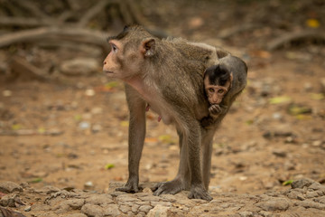 Long-tailed macaque carries baby on sandy rocks