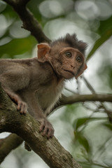 Fototapeta premium Close-up of baby long-tailed macaque on branch