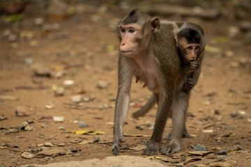 Long-tailed macaque carries baby over sandy ground