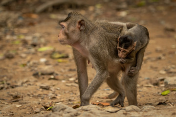 Naklejka premium Long-tailed macaque carrying baby over leafy rocks