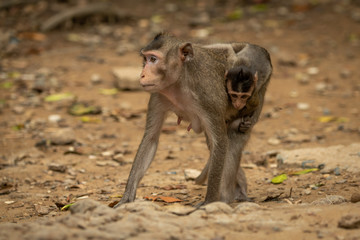 Long-tailed macaque carries baby over sandy rocks