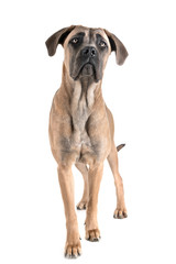 Fototapeta premium young cane corso