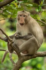 Naklejka na ściany i meble Long-tailed macaque eats in tree facing camera