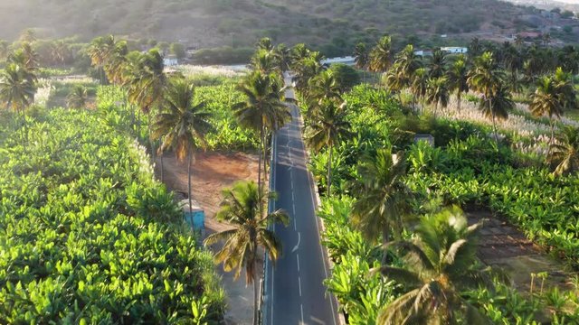 4K UHD aerial view of coconut and sugar canne plantation near Achada Fazenda in Santiago Island  in Cape Verde - Cabo Verde