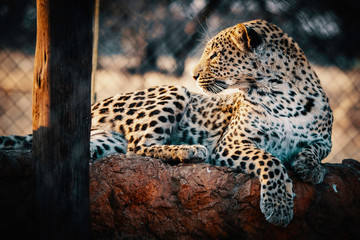 Portrait eine Leoparden bei Sonnenuntergang in einem großen Freigehege auf einer Farm in Namibia