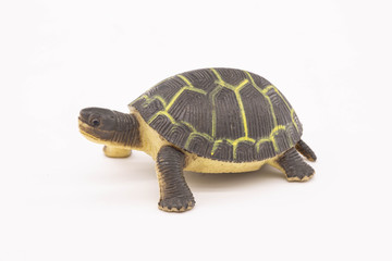 turtle isolated on white background