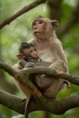 Long-tailed macaque nurses baby sitting in branches