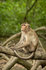 Long-tailed macaque on mangrove root looks up