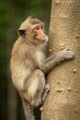 Long-tailed macaque on tree trunk looking right