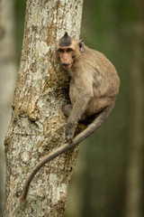 Long-tailed macaque on tree with curled tail