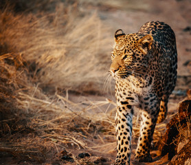 Portrait eine Leoparden bei Sonnenuntergang in einem großen Freigehege auf einer Farm in Namibia