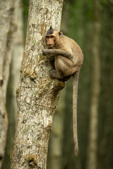 Long-tailed macaque on tree with tail dangling