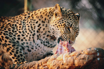 Portrait eines fressenden Leoparden in einem großen Freigehege auf einer Farm in Namibia