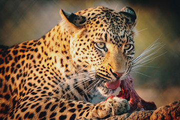 Portrait eines fressenden Leoparden in einem großen Freigehege auf einer Farm in Namibia