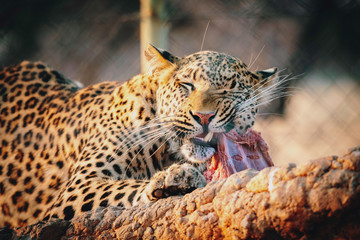 Portrait eines fressenden Leoparden in einem großen Freigehege auf einer Farm in Namibia