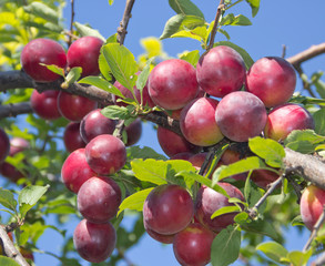 Ripe plums on a branch against the sky