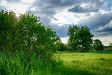 Wiese