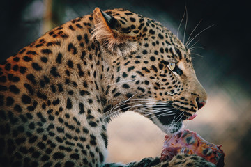 Portrait eines fressenden Leoparden in einem großen Freigehege auf einer Farm in Namibia