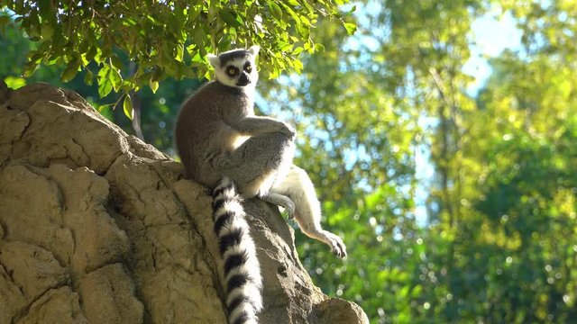 Lemur of Madagascar sitting on a stone and resting.