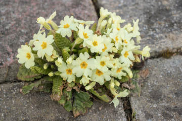some flowers grow on the street