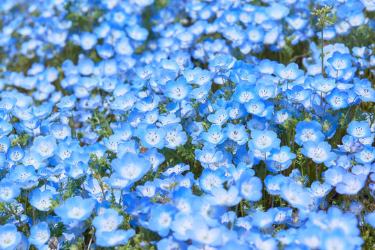 36 最適な ベイビーブルーアイズ 画像 ストック写真 ベクター Adobe Stock