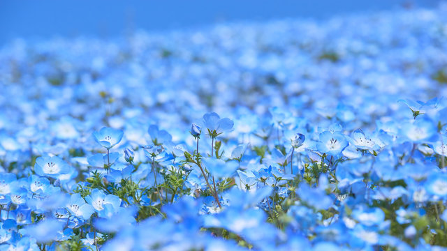 瑠璃唐草の花畑 壁紙素材 ワイド Stock 写真 Adobe Stock