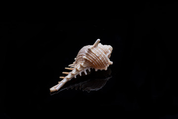 Seashell on black background
