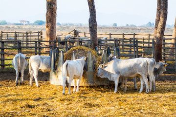 Alberese (Gr), Italy, cows in the Maremma country, Tuscany