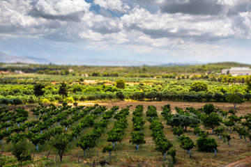 Landscape with olive tree groves in Crete island, Greece.