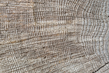 Very Old Wood Background, closeup. wood texture . old and very aged wood texture close up. backgrounds, texture is very old wood in the process of prolonged natural decomposition and weathering. 