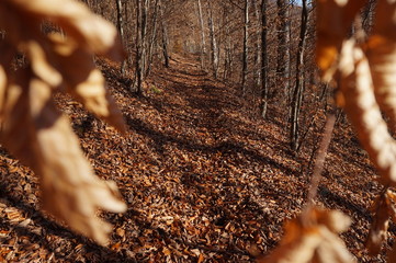 Wald im Herbst
