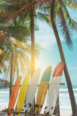 Many surfboards beside coconut trees at summer beach with sun light and blue sky background. - obrazy, fototapety, plakaty