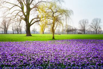 Spring city park with crocus flowers