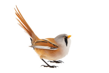 Bearded Reedling or Beraded tit, panurus biarmicus, male. Isolated on white background © Tatiana