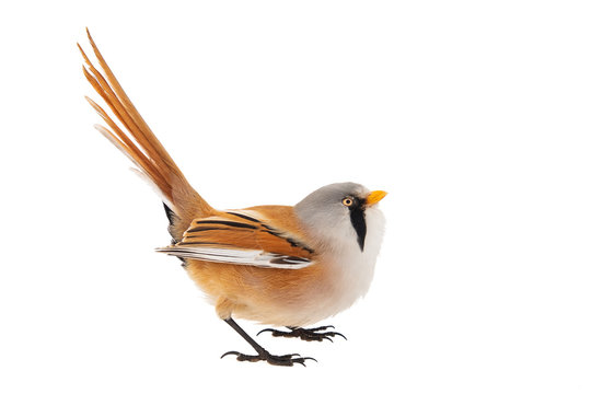 Bearded Reedling or Beraded tit, panurus biarmicus, male. Isolated on white background