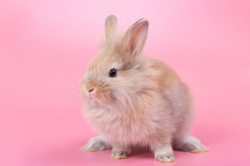 Brown adorable baby rabbit on pink background. Cute baby rabbit.