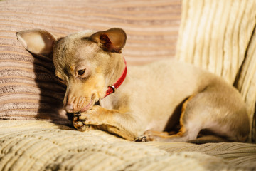 Little dog sitting on couch