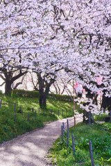 桜並木　歩道　満開