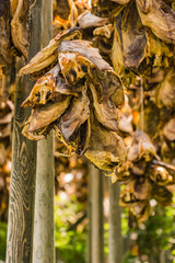 Cod stockfish drying on racks, Lofoten islands Norway