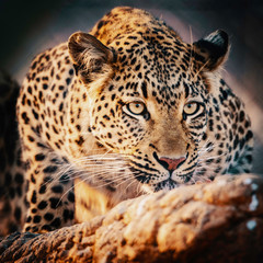 Fototapeta na wymiar Portrait eine Leoparden in einem großen Freigehege bei Sonnenuntergang auf einer Farm in Namibia 