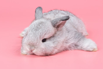 Gray adorable baby rabbit on pink background. Cute baby rabbit.