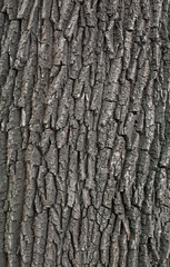 natural textures, wood bark macro, bark of trees
