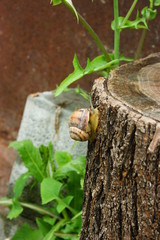 Улитка на пеньке.