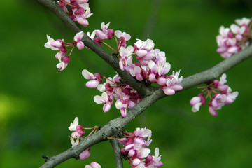 Close up of fruit flowers in the earliest springtime